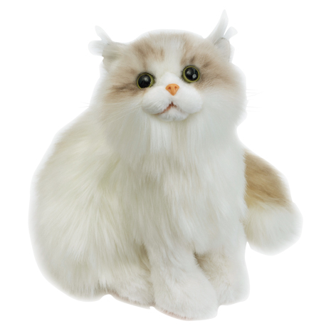 （ラグドール）お座り　なでなで子猫ちゃん